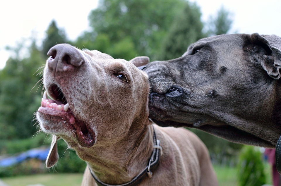 profumi per cani