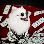 Quanto costa avere un cane?