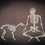scheletro del cane