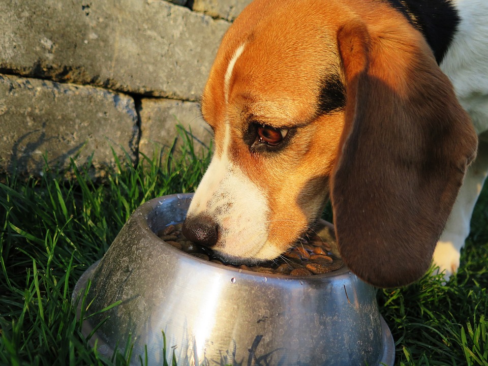 relazione tra cibo e umore nel cane