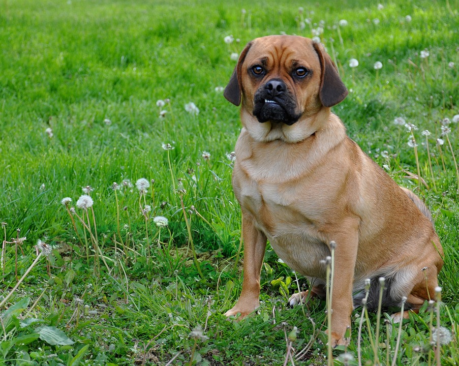 cane puggle