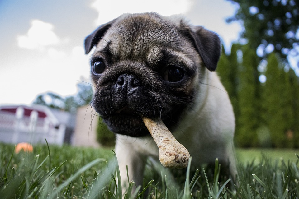 integratori di fibra cane