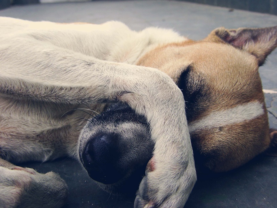 Avvelenamento del cane, come salvargli la vita