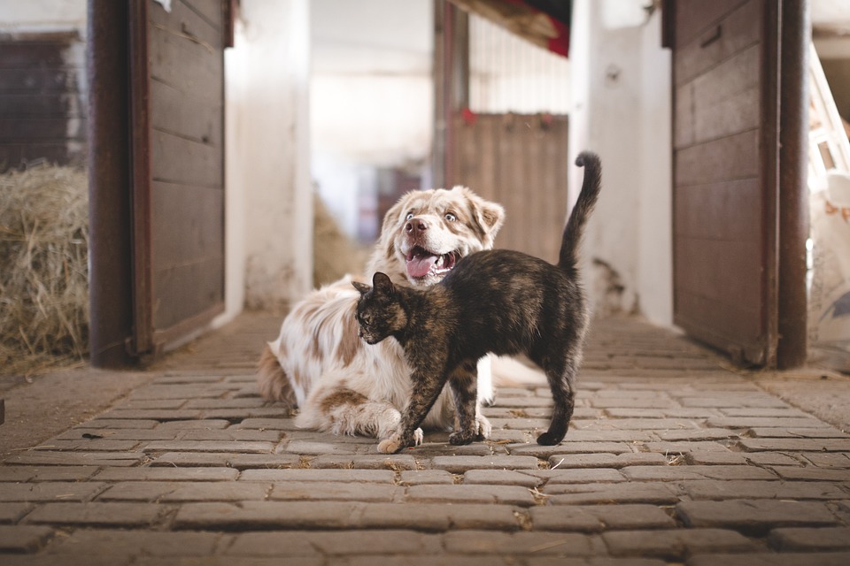 Cane adozione interspecie