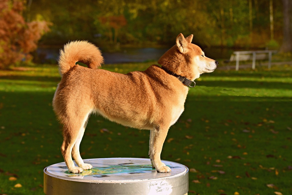 Cane al parco