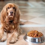 probiotici per cani
