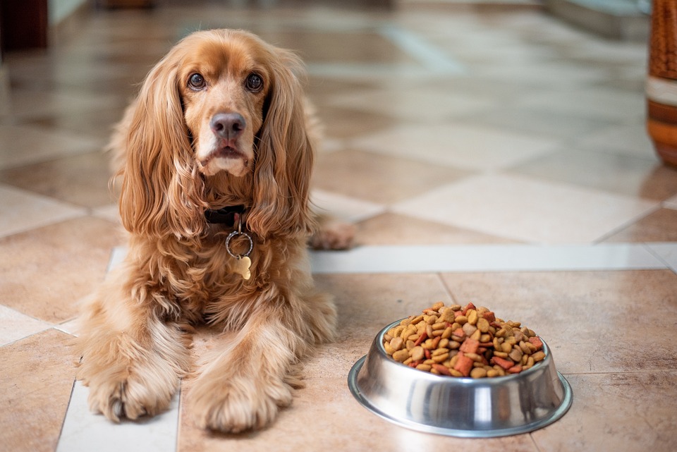 probiotici per cani