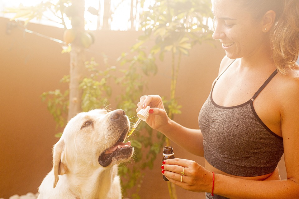 Cannabis per cani e gatti