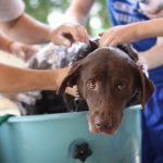 Idroterapia nel cane