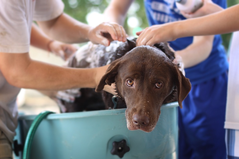 Idroterapia nel cane