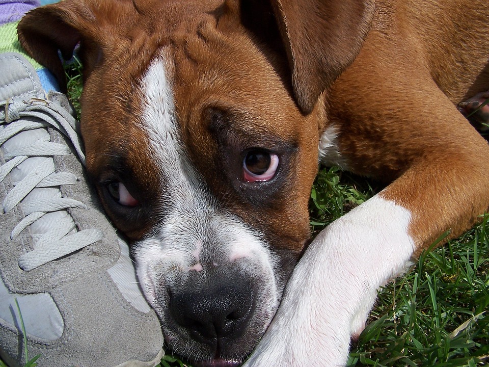 sguardo da cane bastonato