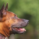 cristalloterapia per cani