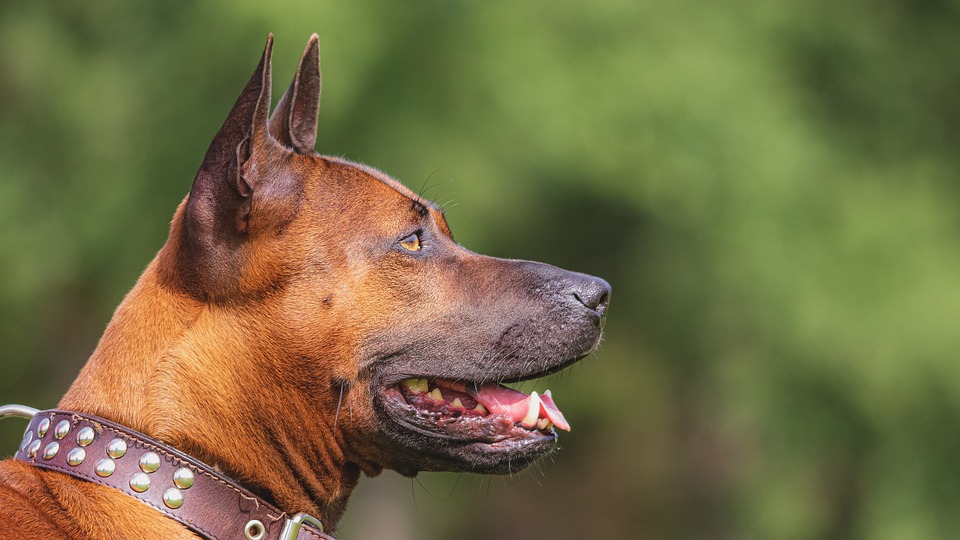 cristalloterapia per cani