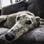 peli del cane sul divano di casa