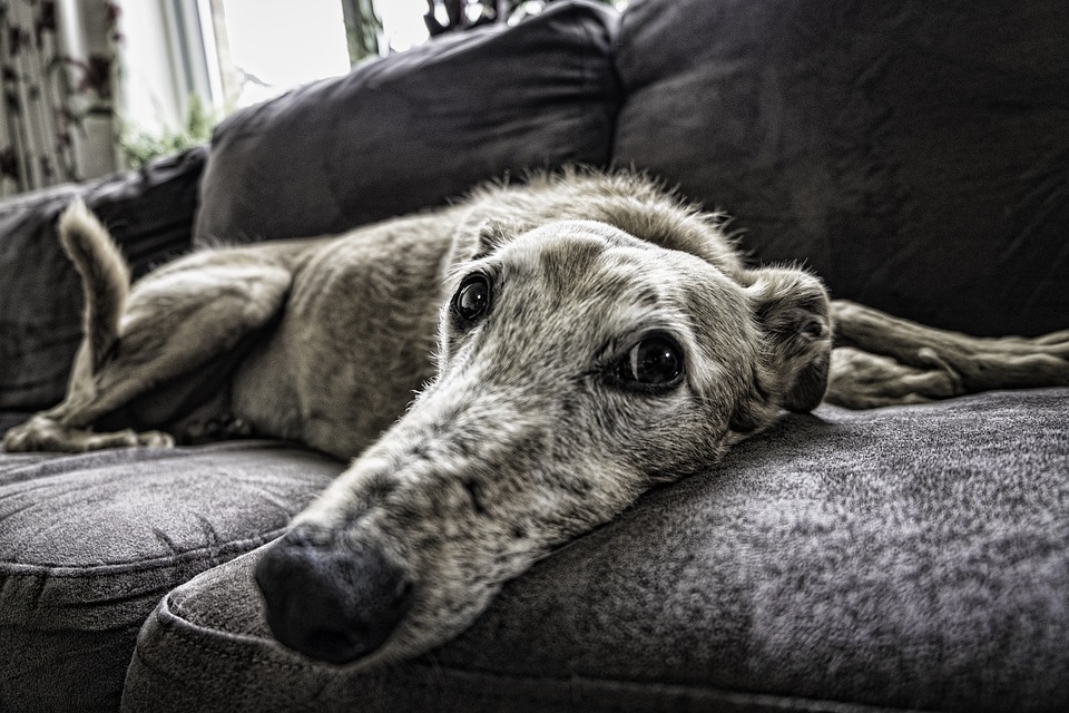 peli del cane sul divano di casa