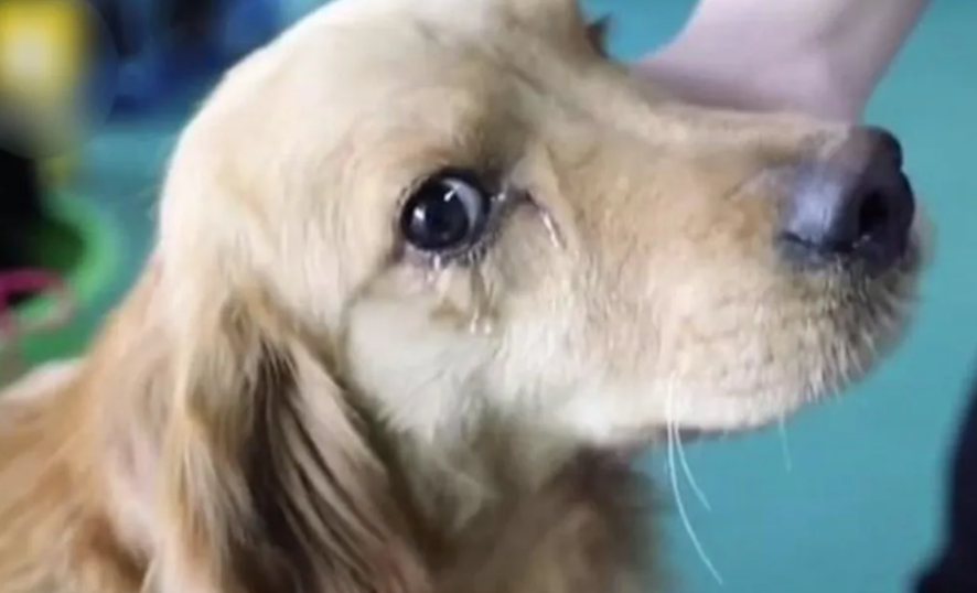 Salvato dal negozio di carne, il cane piange di gratitudine e sollievo - Dog.it
