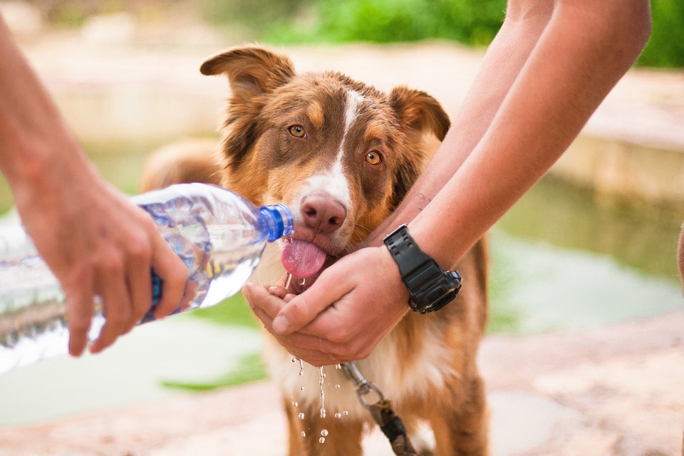 associazioni animaliste italiane