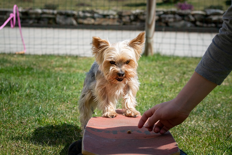 educazione del cane