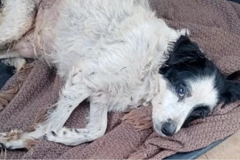 Cagnolina abbandonata dopo 16 anni