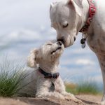 parto prematuro nel cane