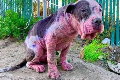 storie di cani seviziati: avery