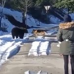 incontro cane e orso