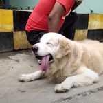 storie di cani: cane eroe