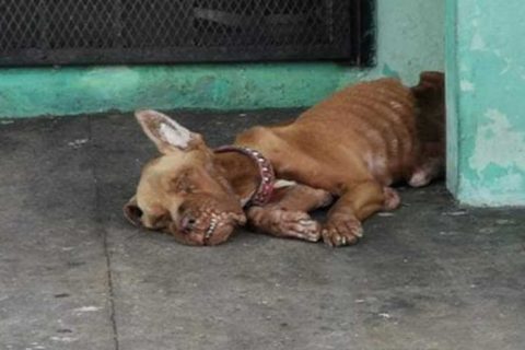 storie di cani: cane abbandonato in stazione