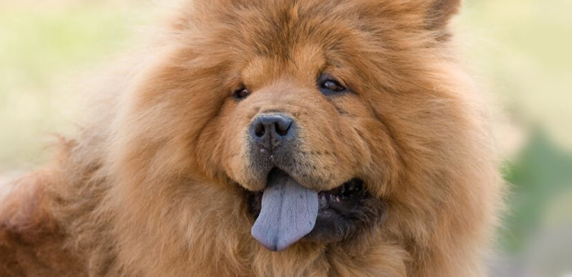 storie di cani: chow-chow