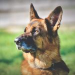 storie di cani: pastore tedesco