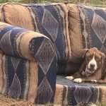 storie di cani: abbandonato su un divano