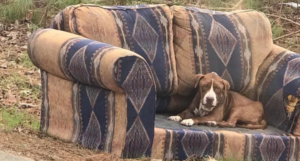 storie di cani: abbandonato su un divano