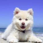 in vacanza con il cane in grecia