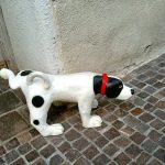 Infezione urinaria nel cane