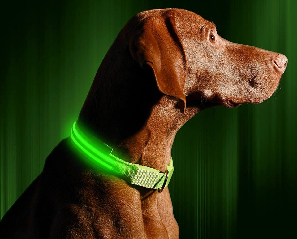 Ecco perché il collare luminoso per cani è utile