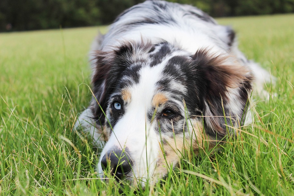 insufficienza renale nei cani