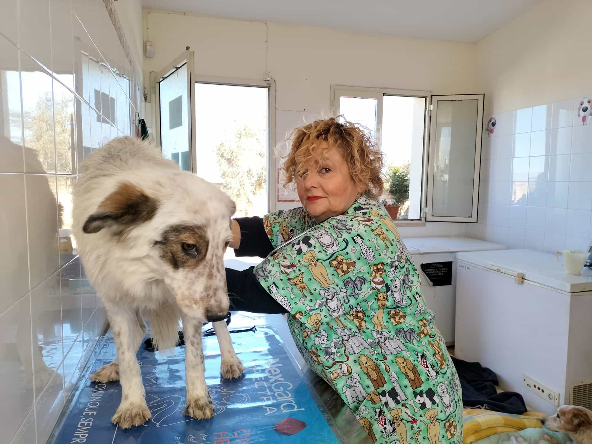 La cagnolina Mira dalla veterinaria