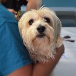 Assistenza sanitaria cani e loro umani