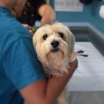 setticemia nel cane