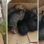 Nove cuccioli abbandonati nel giorno di Pasqua