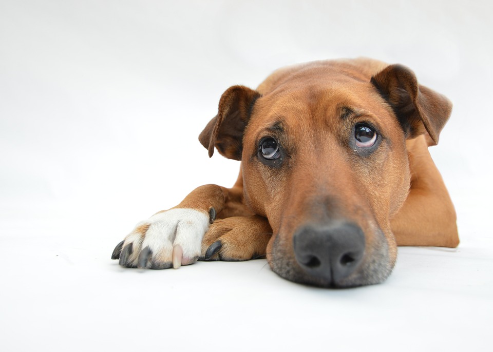 mancanza di fiducia nel cane