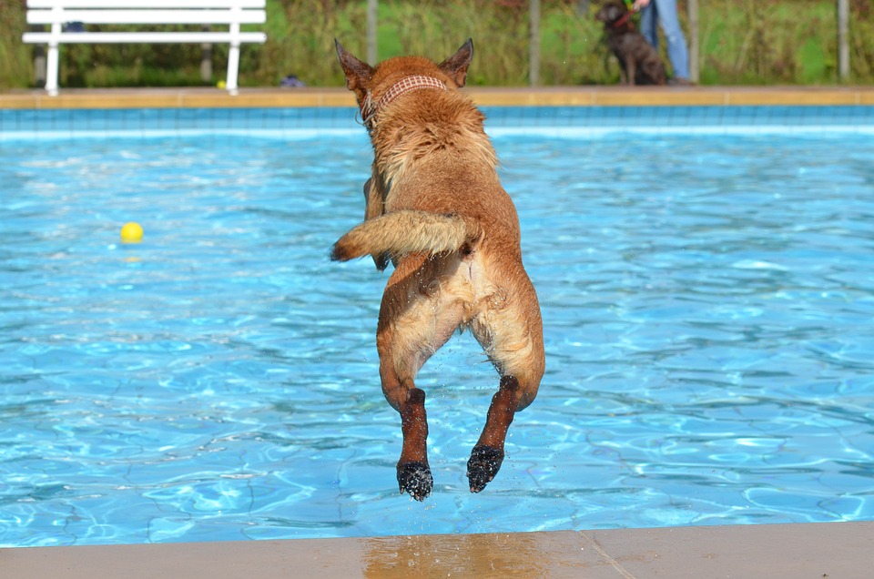 piscina per cani