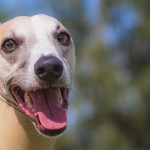 Rianimazione cardiopolmonare nel cane