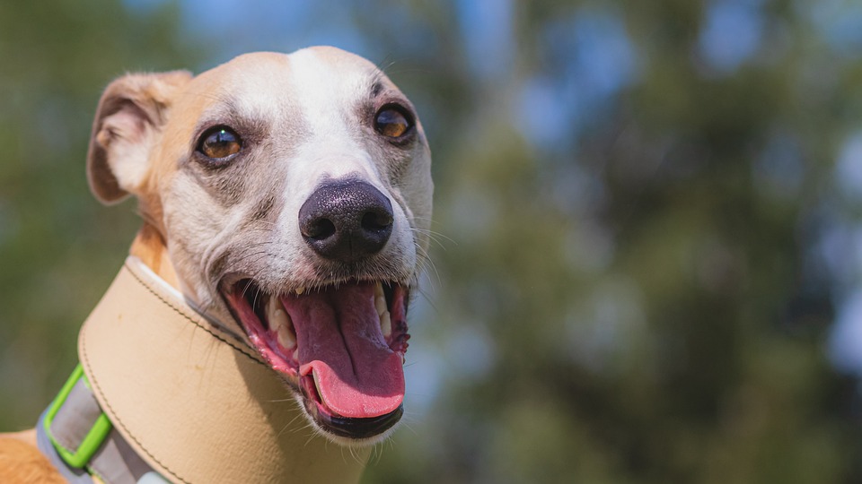 Rianimazione cardiopolmonare nel cane