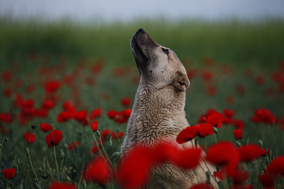 shock anafilattico nel cane