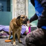 Veterinari di strada, Save The Dogs, Milano