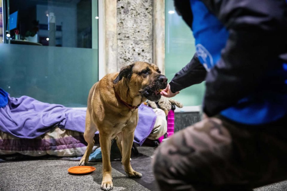 Veterinari di strada, Save The Dogs, Milano