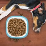 cibo ipoallergenico per cani