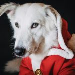 cane e decori natalizi