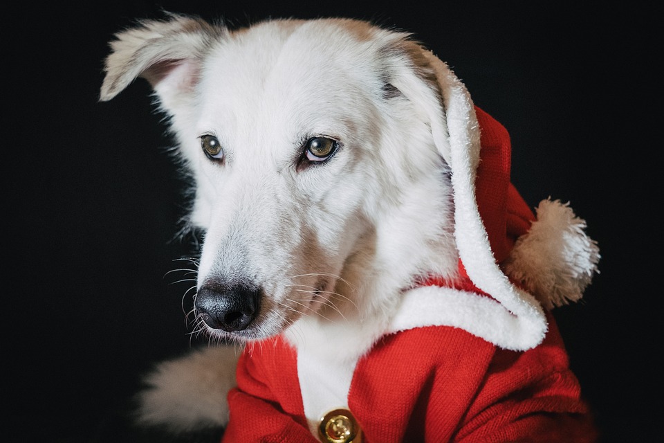 cane e decori natalizi